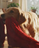 Enzymreiniger Hund